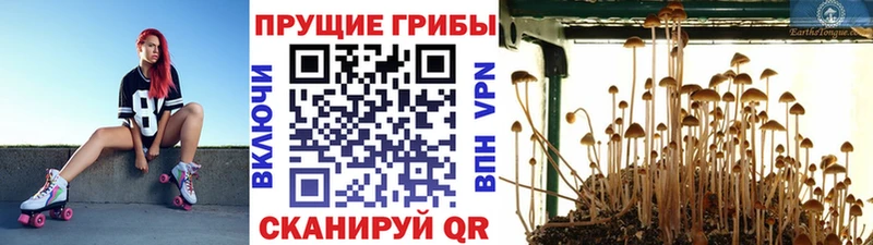 закладка  Похвистнево  Галлюциногенные грибы Psilocybine cubensis 